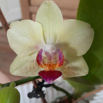 orkidesamling3
