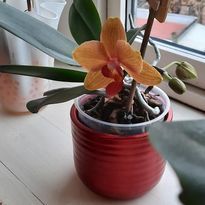 orkidesamling4.